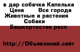 в дар собачка Капелька › Цена ­ 1 - Все города Животные и растения » Собаки   . Башкортостан респ.